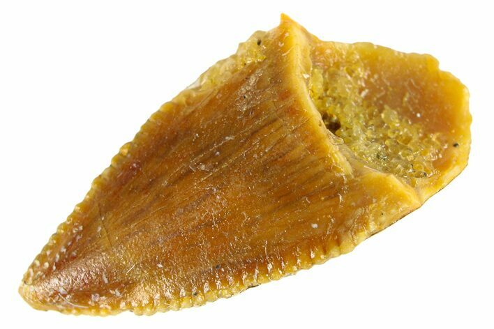 Serrated Raptor Premaxillary Tooth - Real Dinosaur Tooth #300819
